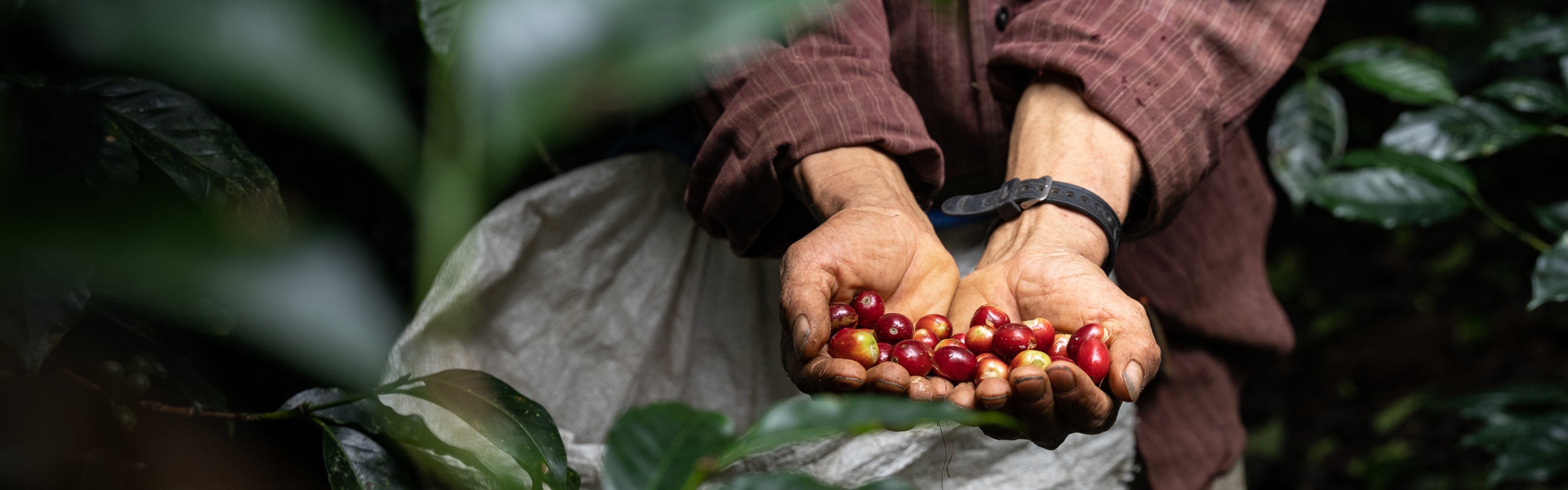 Person holding coffee cherries in a natural setting with greenery