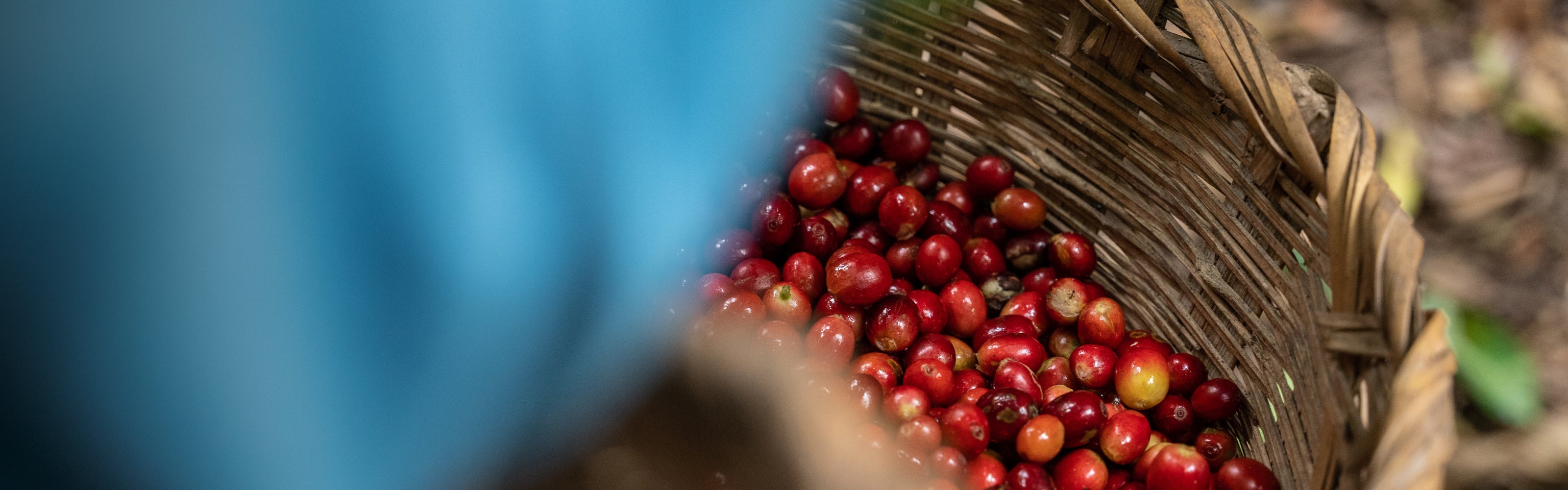 Wicker basket filled with red coffee beans, blurred background