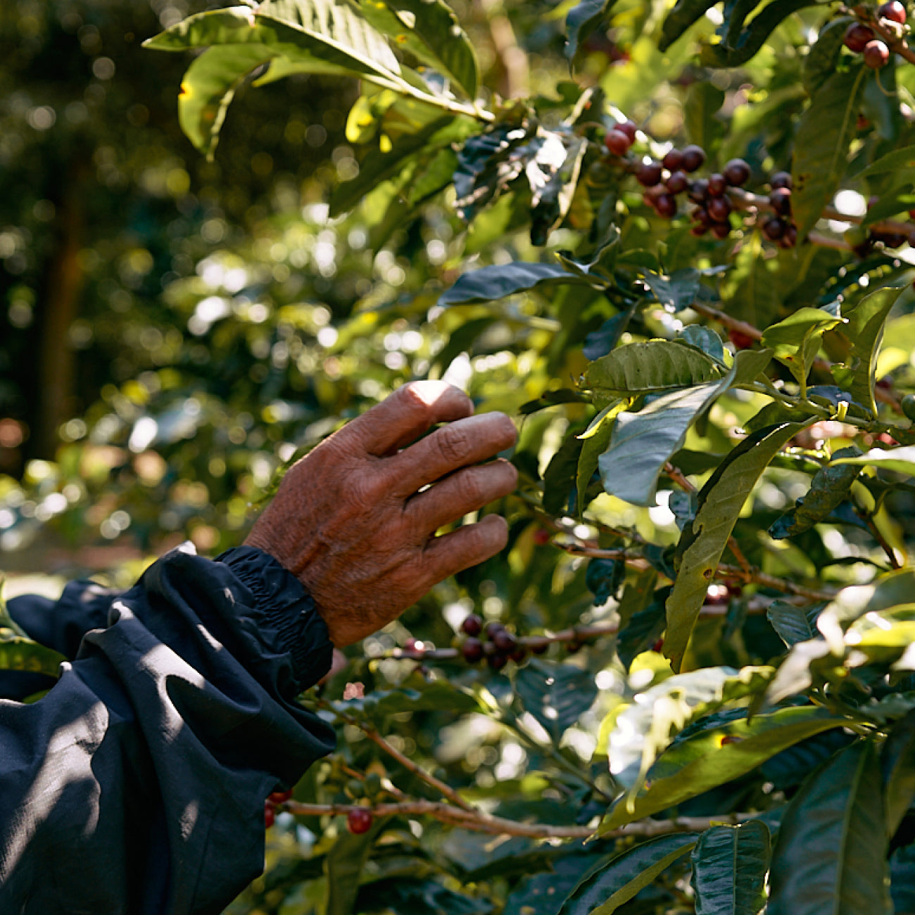 Hand picking coffee cherries from a tree