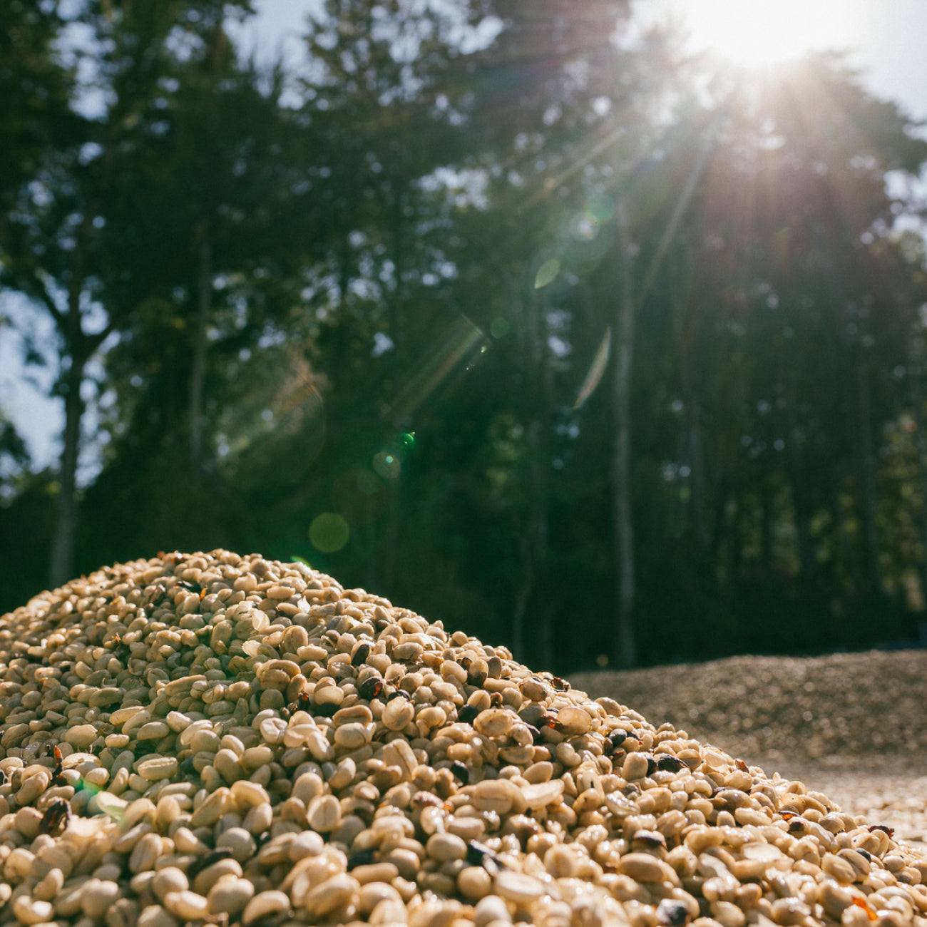 Pile of coffee with a blurred natural background