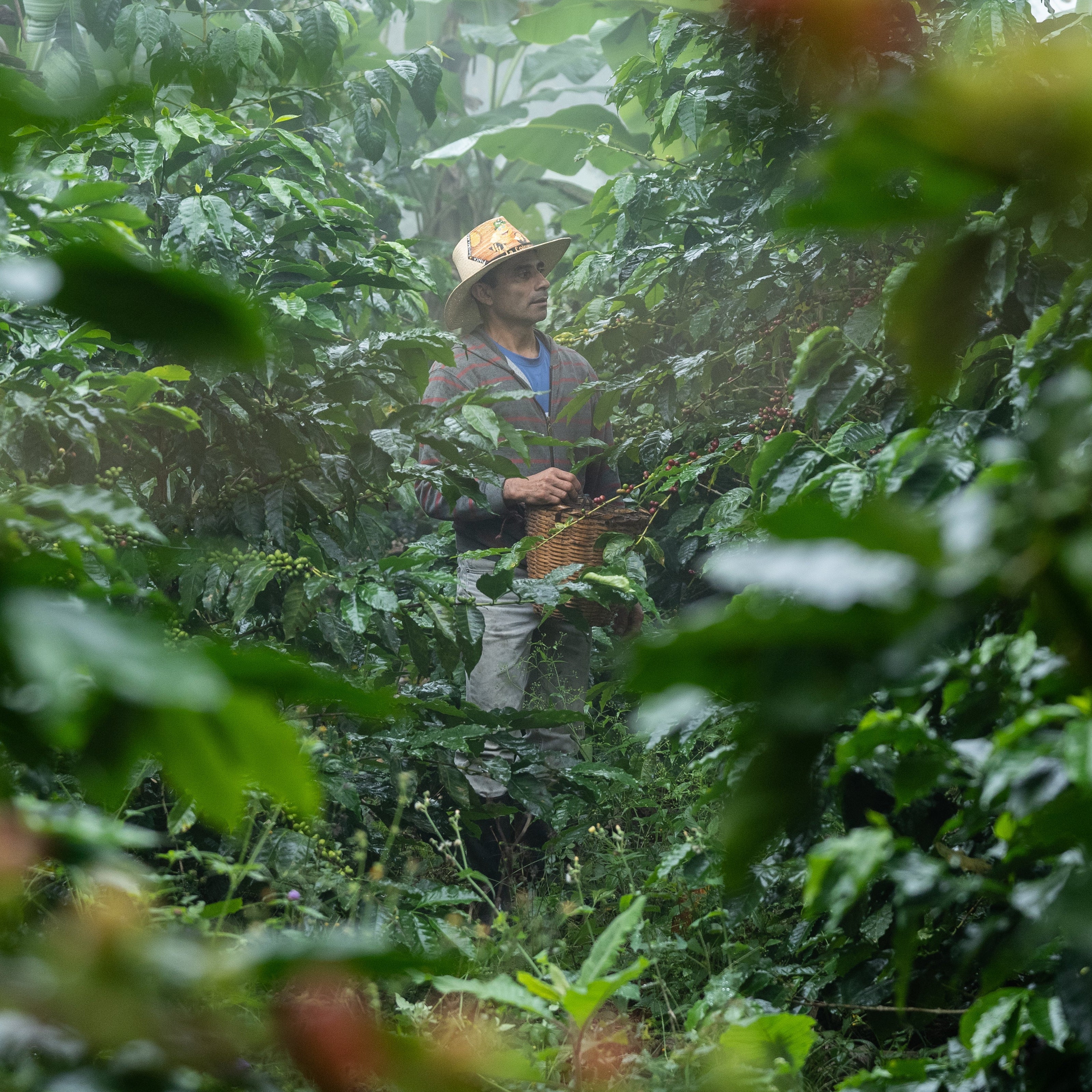Someone picking coffee cherries