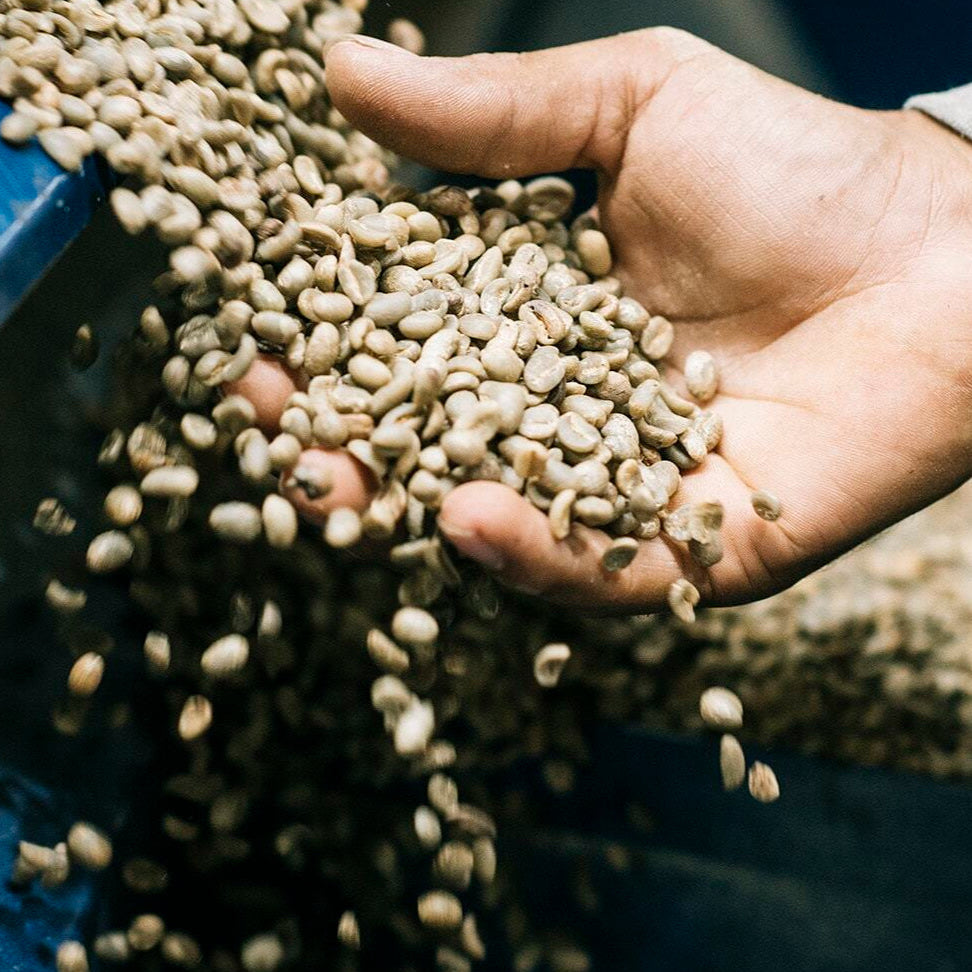 Hand holding green coffee beans with a blurred background