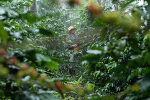 Someone picking coffee cherries