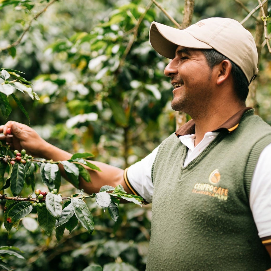 Man inspecting coffee beans on a tree