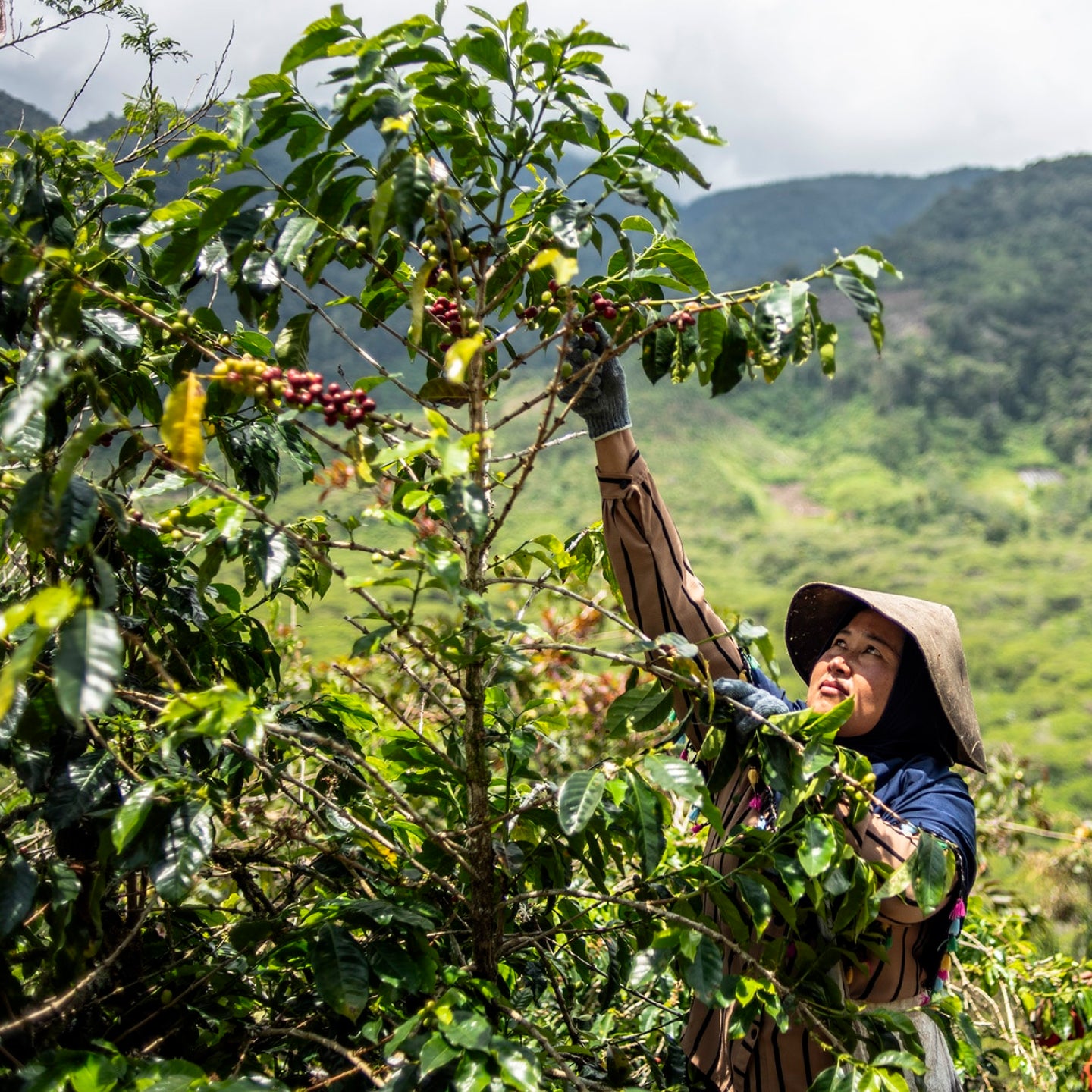 Someone picking coffee cherries from a tree