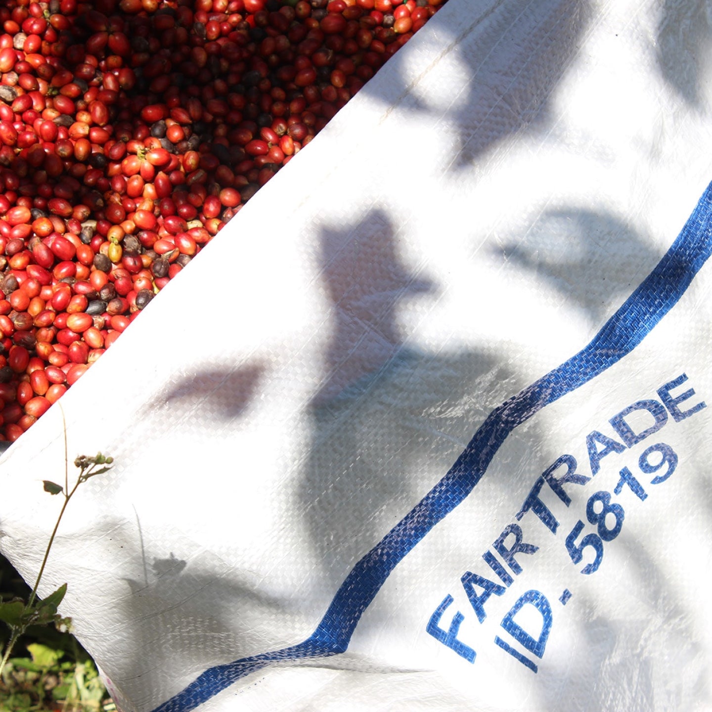 Coffee cherries spilling out of a burlap bag