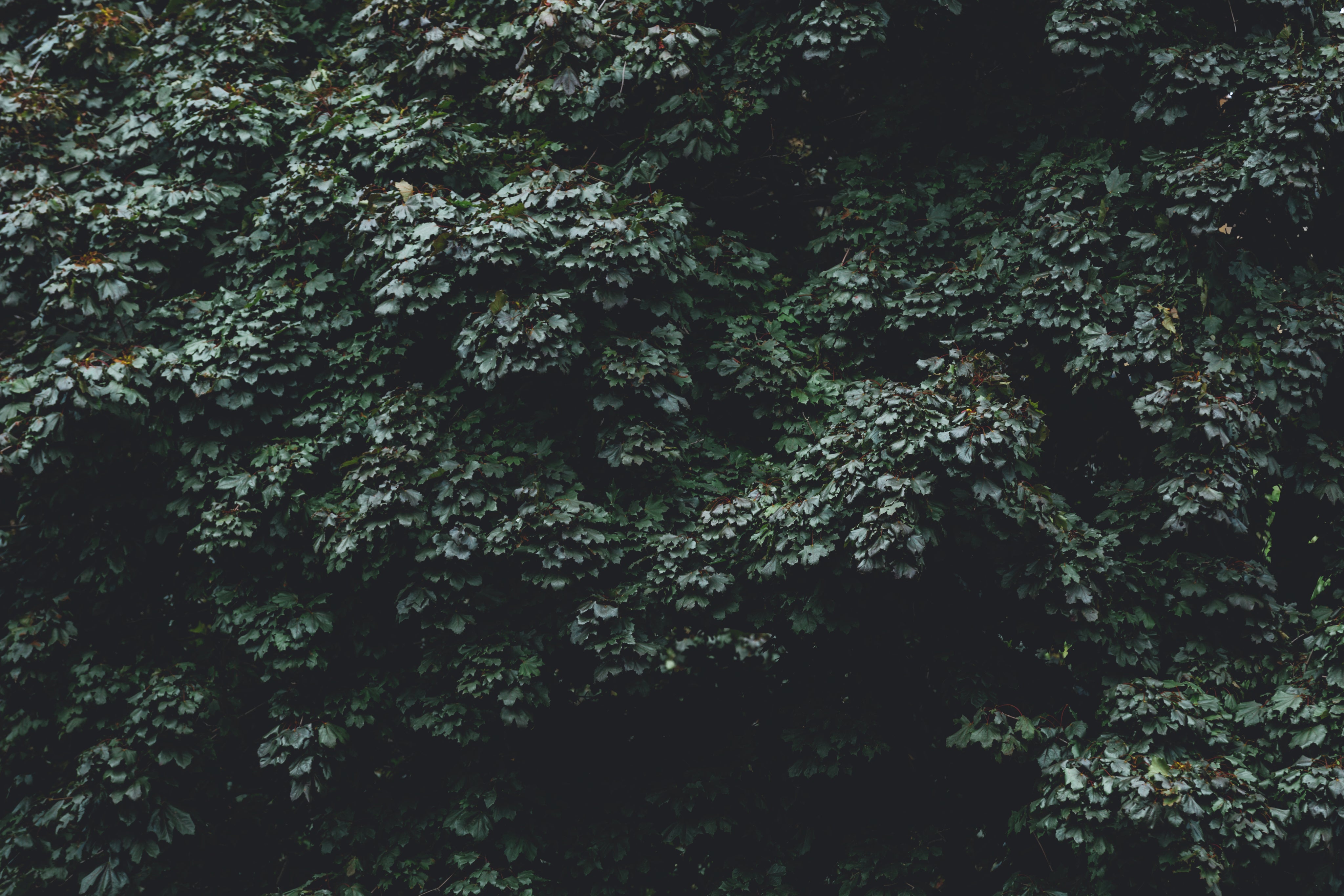 Close-up of leaves on a tree